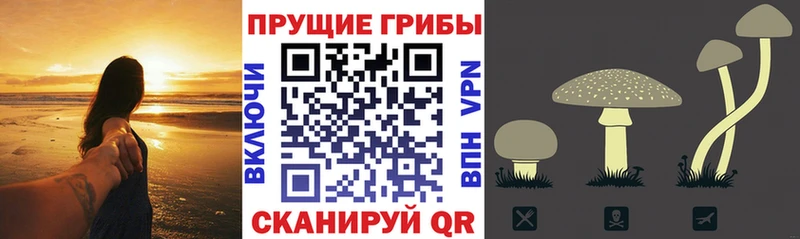 Галлюциногенные грибы Cubensis  Купить  Реж 